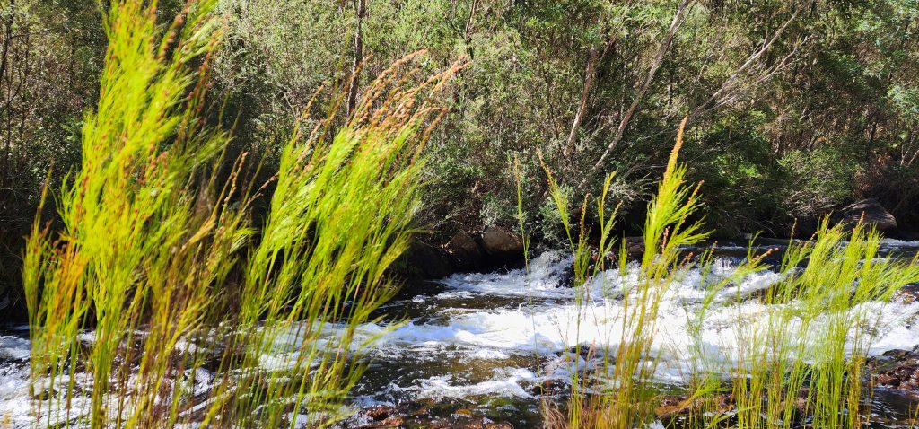  australian bush with a creek